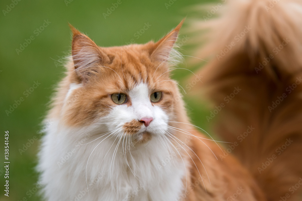 Maine-Coon Kater