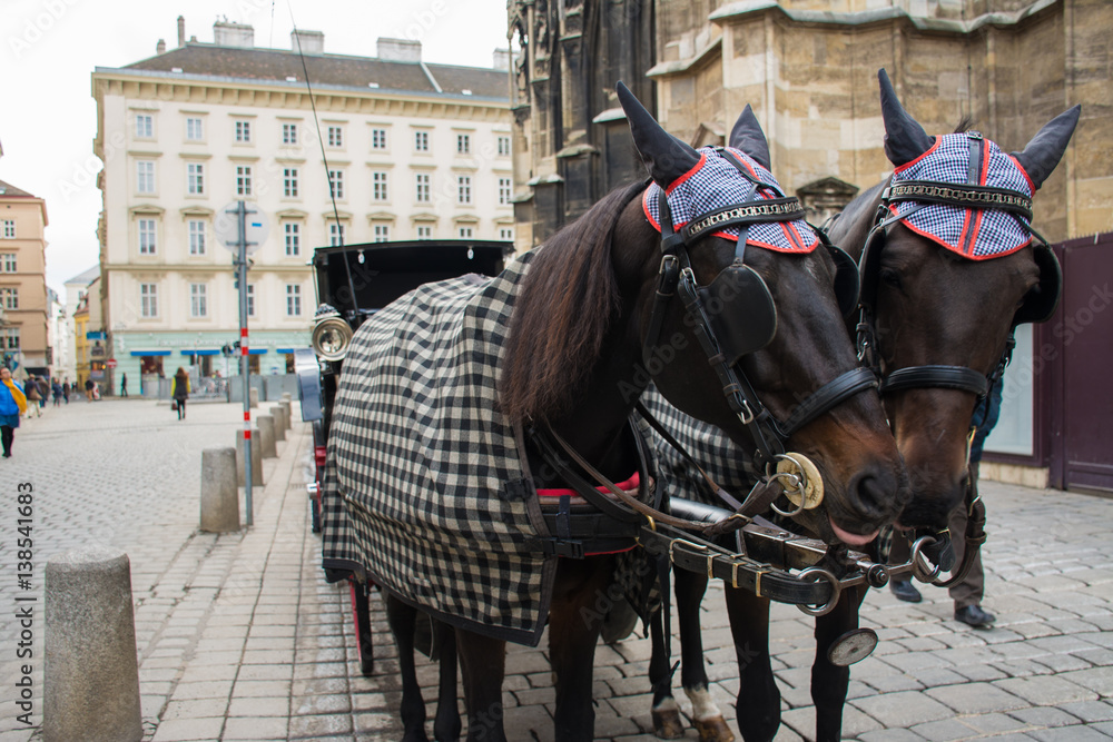 Traditional travel on a trip with horse carriage ride in the center of Vienna