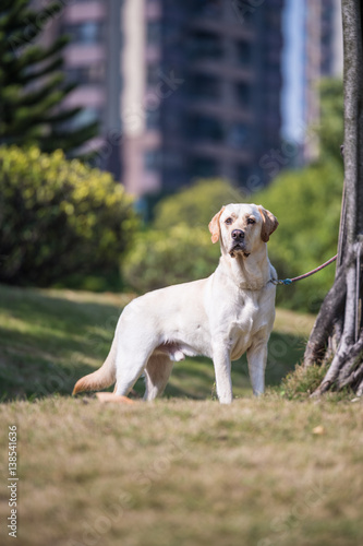 The Labrador retriever playing on the grass