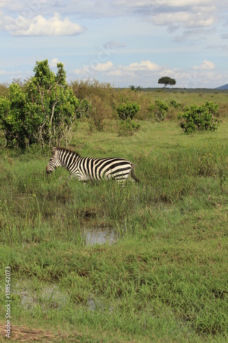 Zebra crossing a puddle in Kenya