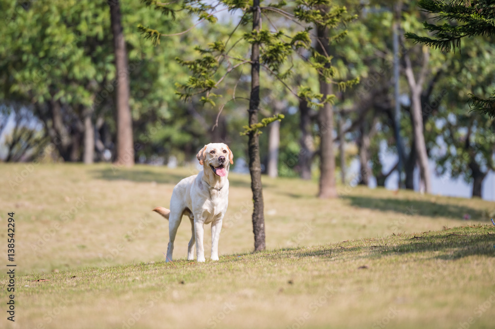 The Labrador retriever playing on the grass