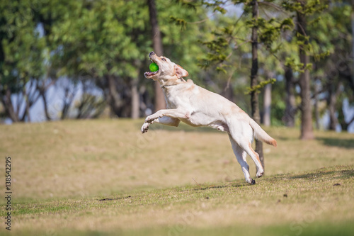 The Labrador retriever playing on the grass