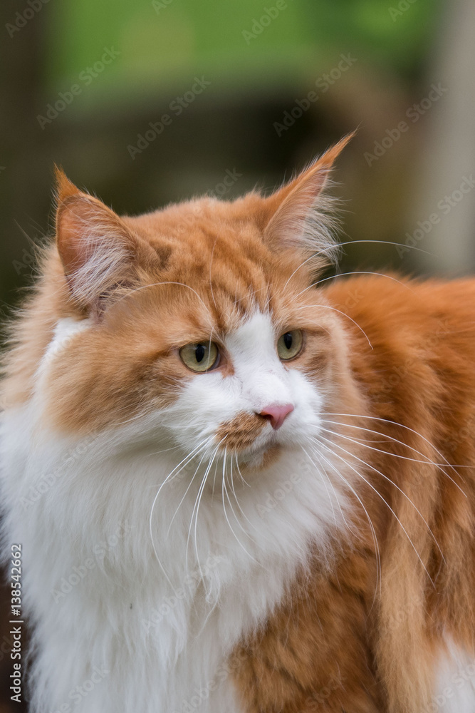 Maine-Coon Kater