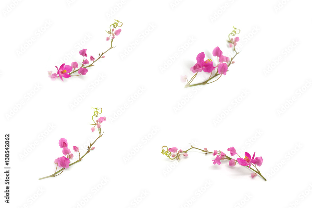isolated pink small flowers 