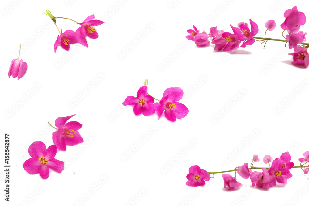 isolated pink small flowers