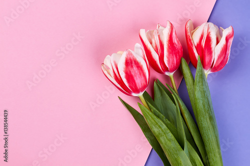 Tulips on pink surface. Just because I love you.
