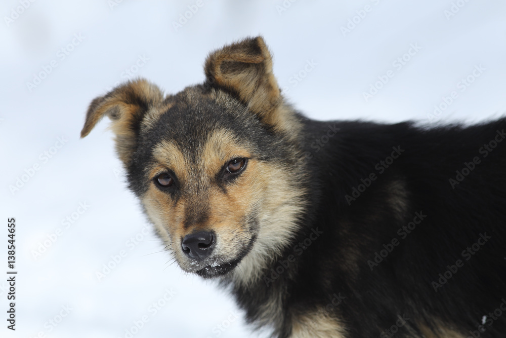 Portrait of mongrel on a background of snow
