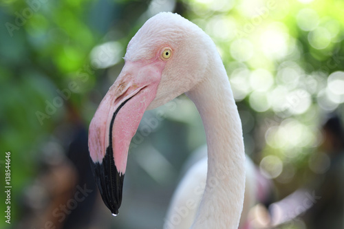 Flamingo birds in the world.