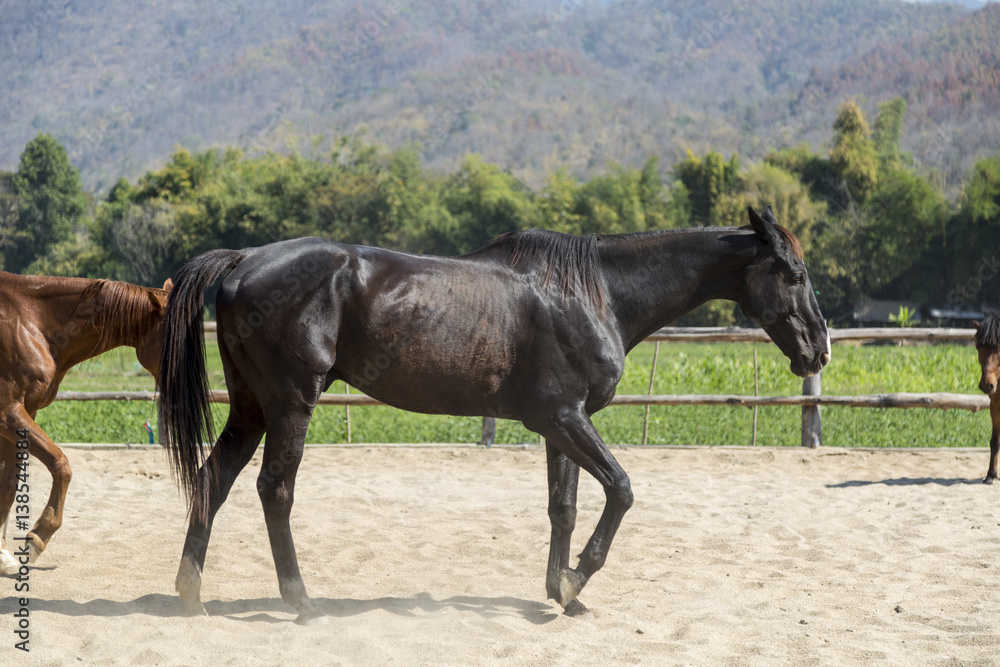 Big beautiful black horse in farm relaxing in sand Stable Big beautiful black horse in farm relaxing in sand Stable
