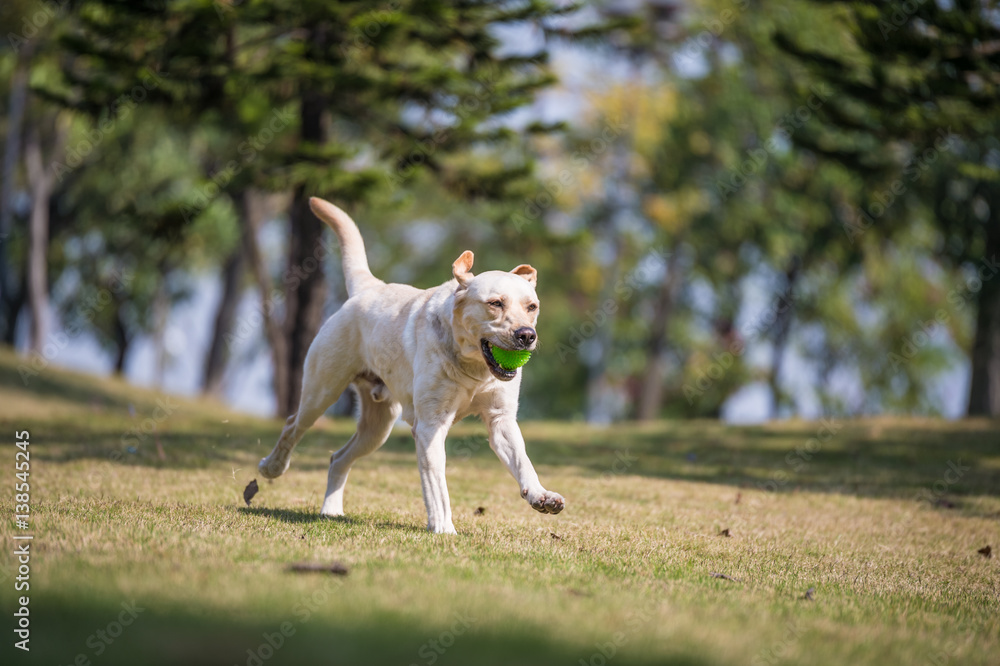 The Labrador retriever playing on the grass The Labrador retriever playing on the grass