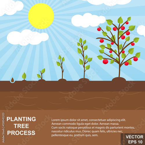 The process of growing trees. Steps. Garden. For your design.