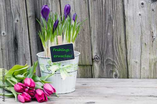 Fototapeta Naklejka Na Ścianę i Meble -  Krokusse und Tulpen mit Text Frühlingserwachen auf Holz