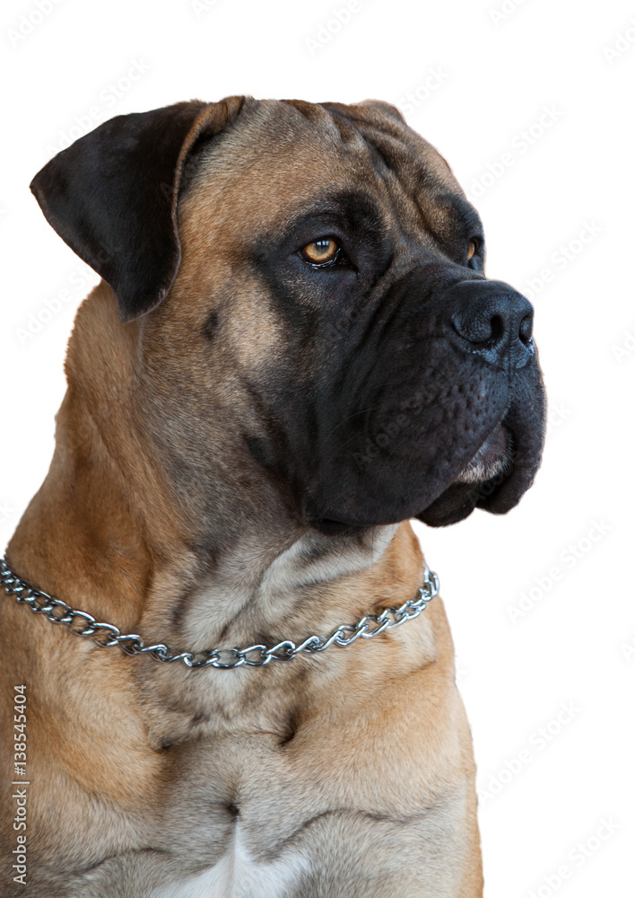 Closeup portrait of dog breed South African Boerboel (South African Mastiff) on a white background, isolated