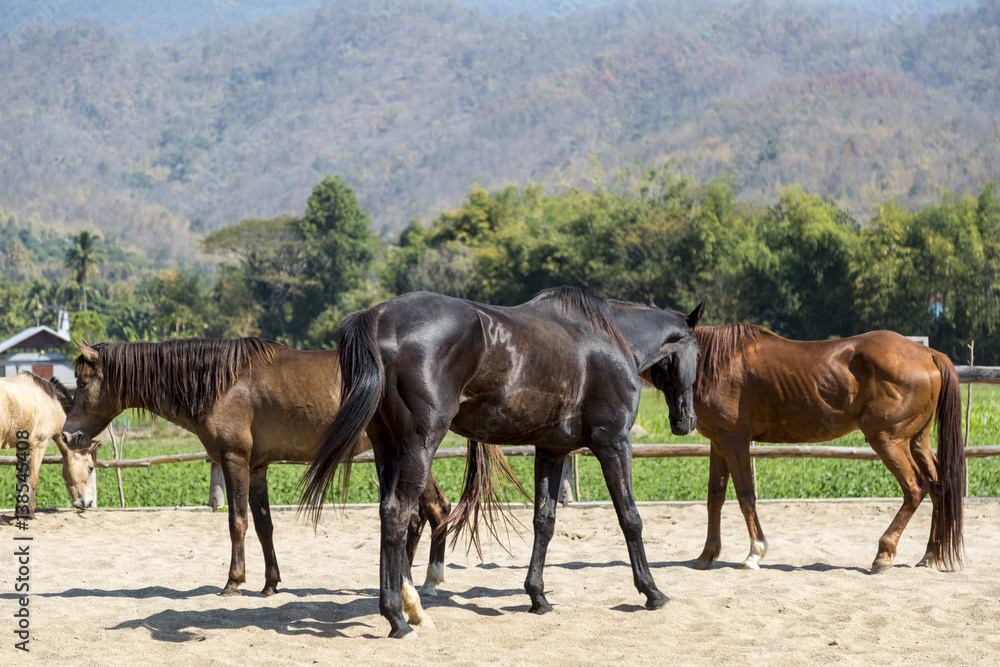beautiful horses in farm relaxing in sand Stable beautiful horses in farm relaxing in sand Stable