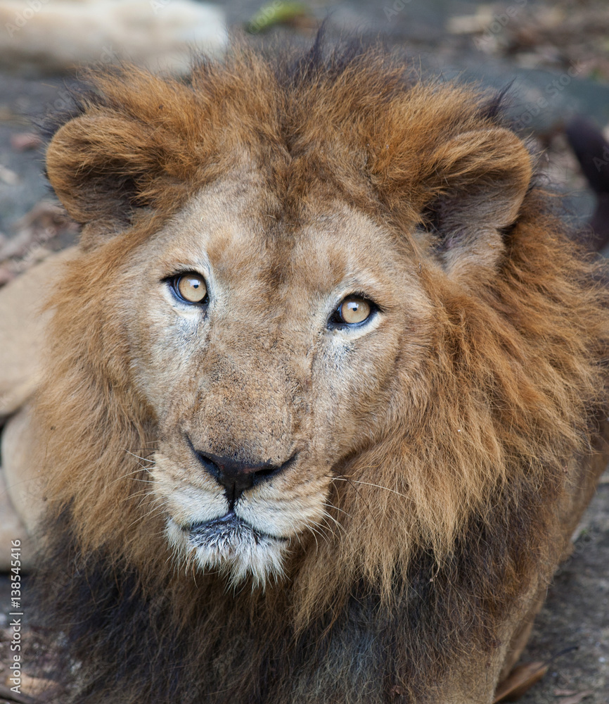 Closeup portrait of Rare Asiatic lion in the national Park Nayyar Dam, Kerala, India Closeup portrait of Rare Asiatic lion in the national Park Nayyar Dam, Kerala, India