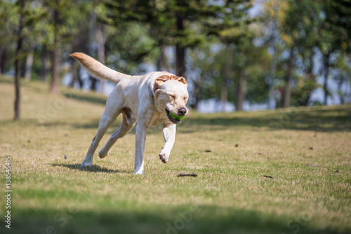 The Labrador retriever playing on the grass