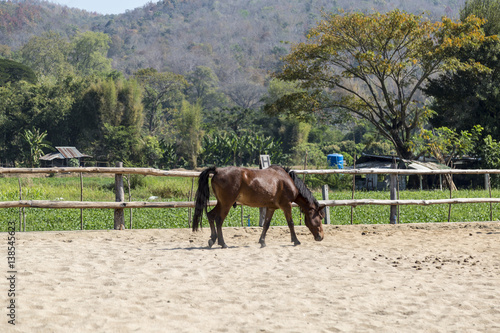 brown tiny horse in farm relaxing in sand Stable