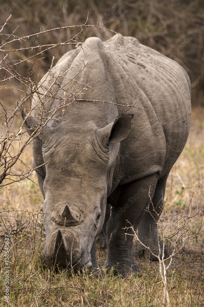 Obraz premium Rhinocéros blanc, white rhino, Ceratotherium simum, Parc national Kruger, Afrique du Sud