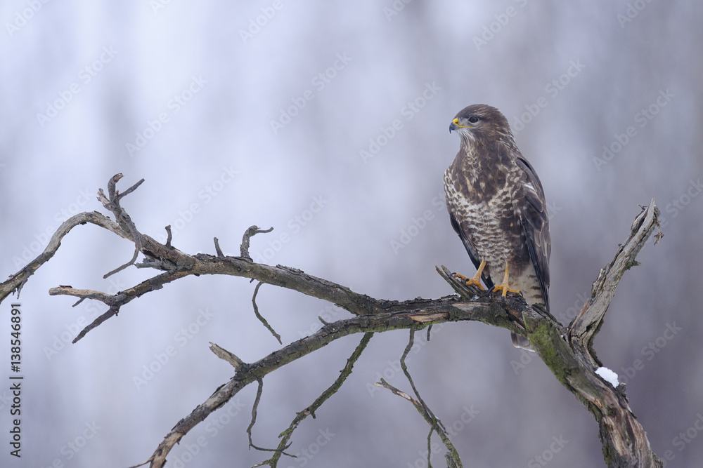 Buzzard Buteo buteo sitting on the top of dead tree Buzzard Buteo buteo sitting on the top of dead tree