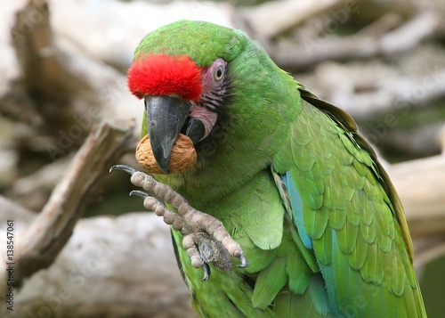 South American Military macaw (Ara militaris) feeding on a walnut.