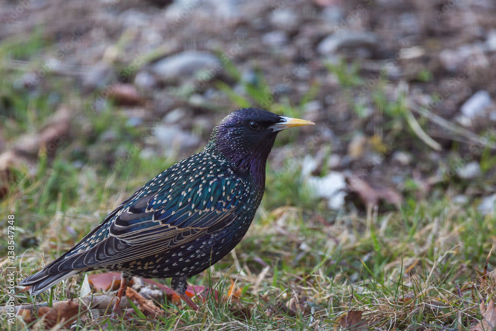 étourneau sansonnet