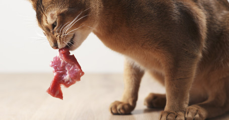 young abyssinian cat eating meat from table, 4k photo