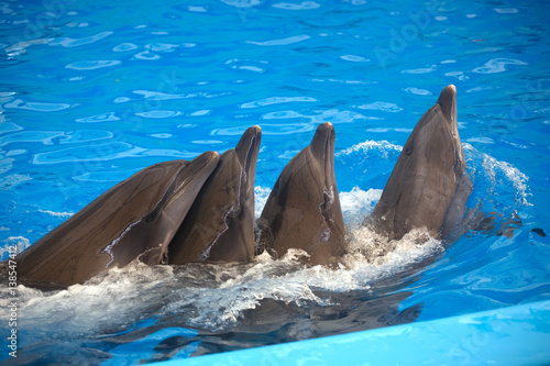 Four dolphins close up. Phuket.