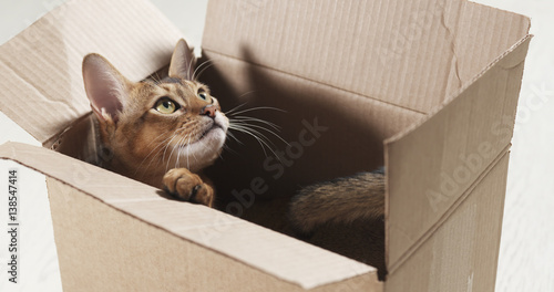 young abyssinian cat sitting in cardboard box, 4k photo