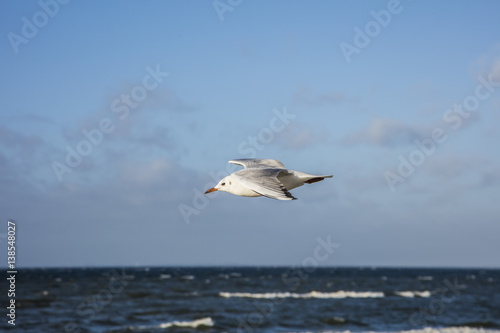 seagull flying over blue sea 