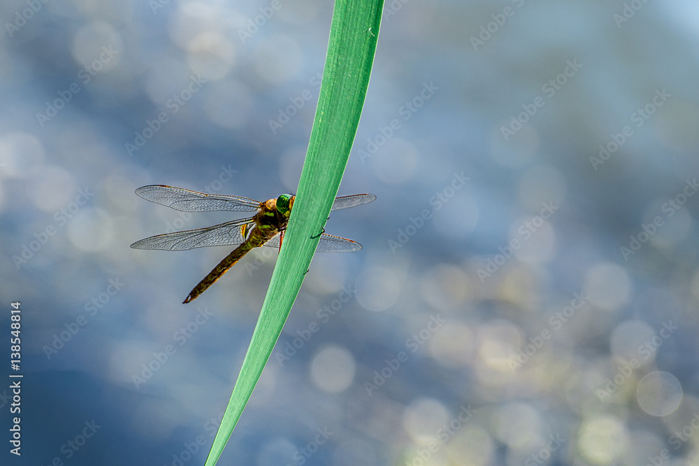Macro picture of dragonfly flying on the water Macro picture of dragonfly flying on the water