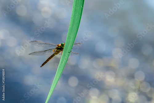 Wallpaper Mural Macro picture of dragonfly flying on the water Torontodigital.ca