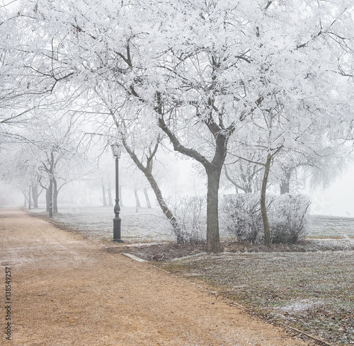 Nice winter scene