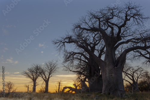 Sunrise at Baines Baobab's