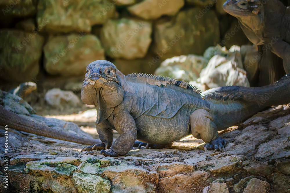 Green iguana on ground Green iguana on ground