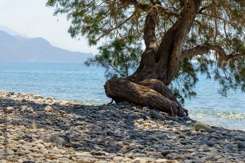 Curved tree at stony beach of Paleochora town on Crete island, Greece 