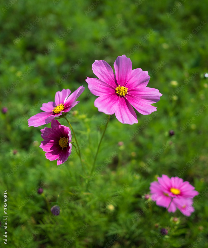 Close-up image of pink cosmos (Bipinnatus) flowers on green field background. Cosmos is also known as Cosmos sulphureus, Selective focus Close-up image of pink cosmos (Bipinnatus) flowers on green field background. Cosmos is also known as Cosmos sulphureus, Selective focus