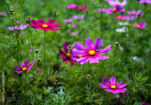 Pink flowers cosmos bloom beautifully to the morning light.