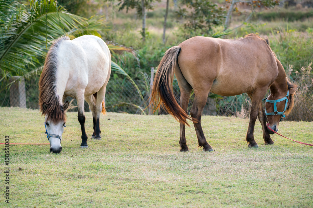 A beautiful white and Brown horse on freshly pasture - horses feeding in a green pasture A beautiful white and Brown horse on freshly pasture - horses feeding in a green pasture