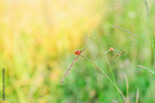 Ladybug © saodaeng