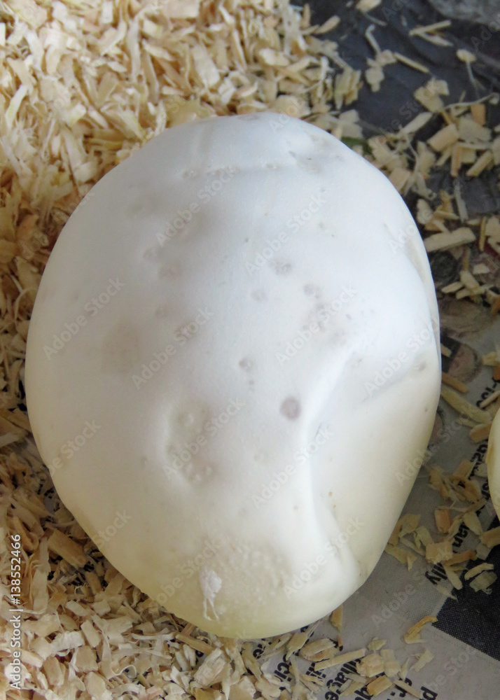 Fototapeta premium Single healthy Royal / Ball Python Egg