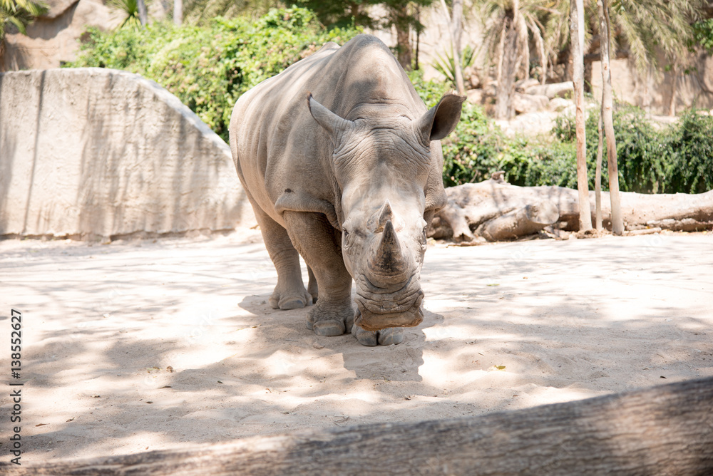 Fototapeta premium rhinoceros