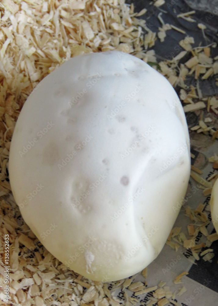 Obraz premium Single healthy Royal / Ball Python Egg