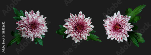 Variegated pink chrysanthemum isolated on a gray background. © Ollga P