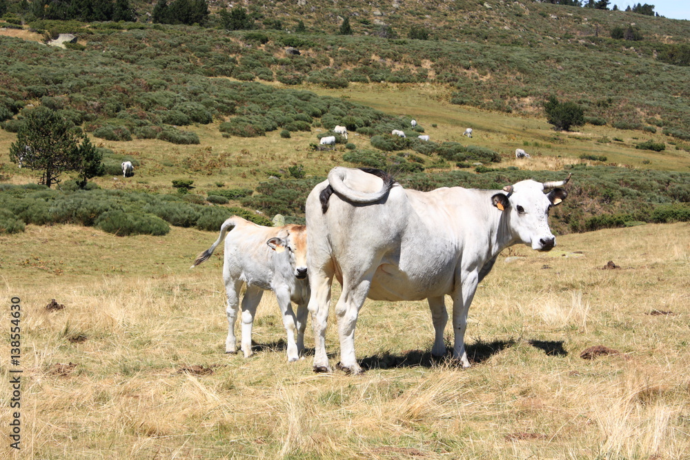 Vache et son veau dans une pâture, Pyrénées Vache et son veau dans une pâture, Pyrénées