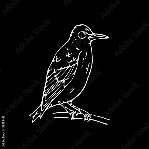Hand-drawn pencil graphics, small bird, starling, woodpecker, oriole