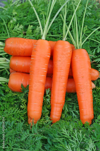 Fresh carrots bunch on leaves