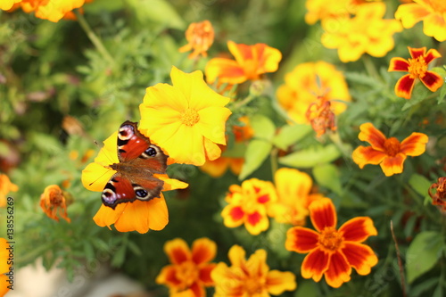 butterfly on flower, butterfly among the flowers, yellow flowers