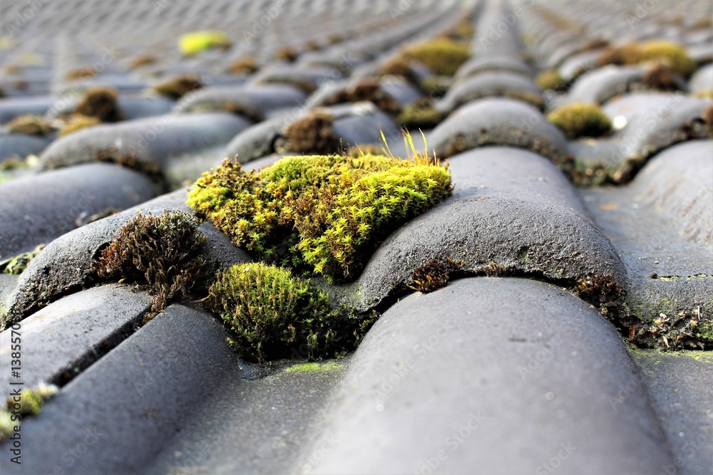 An image of roof with moss - obrazy, fototapety, plakaty 