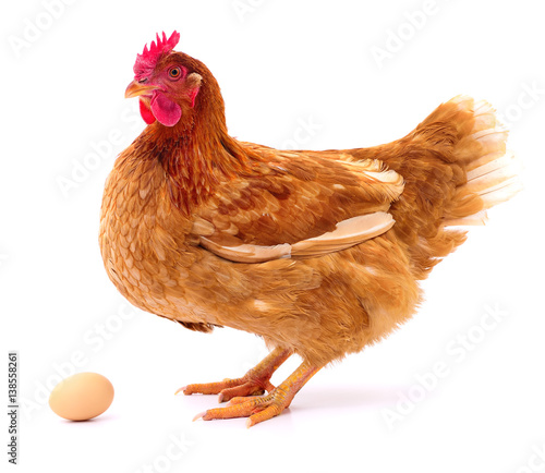 Brown hen and egg.