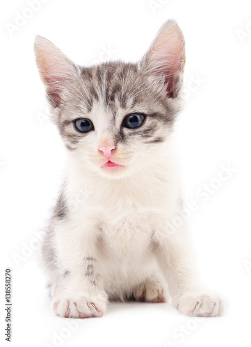 Small gray kitten. © olhastock